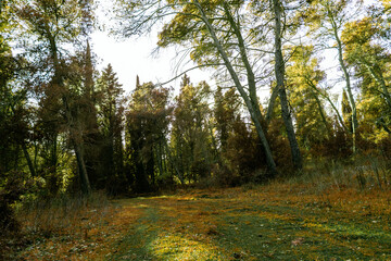 arboles del bosque en otoño con rayos de luz al atardecer