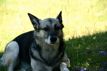 junger Schäferhund Mischling