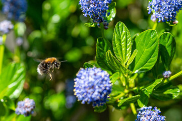 Tree bumblebee collecting pollen from a garden Californian Lilac bush, ceanothus thyrsiflorus