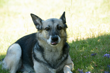 junger Schäferhund Mischling