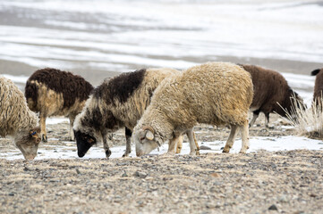 Obraz premium Herd of sheeps in Kurai steppe