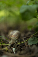 The snail walking on the ground in the forest