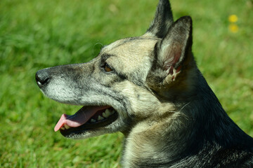 junger Schäferhund Mischling