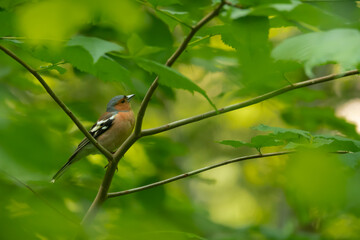 bird, natur, wild lebende tiere, robin, tier, ast, baum, wild, frühling, schnabel, finch, green, rot, feather, bird, waldsänger