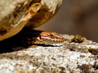 Common lizard (Zootoca vivipara) peeking out from under a stone