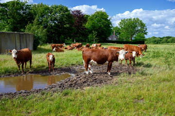 Naklejka na ściany i meble A herd of brown white cow heifers and calves on farm in rural Denmark