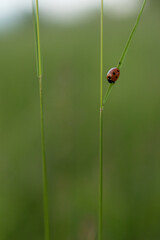 Lady bug in the field