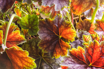 Colorful Plant Leaves Close Up Macro Photo