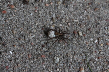 kleine Spinne mit Kokon