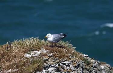 Pause de mouette