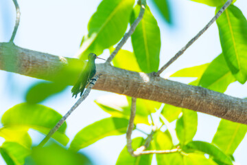 Colibrí Pico Ancho © alfredo914