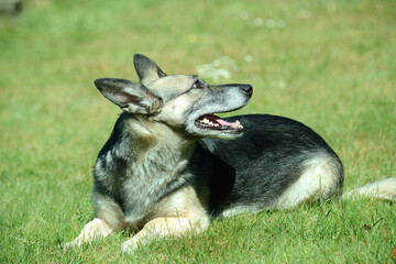junger Schäferhund Mischling