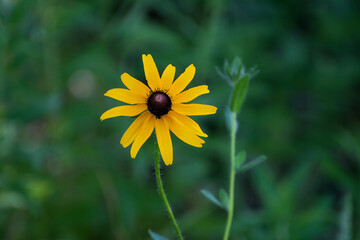 Yellow and brown Prairie Coneflower bloom