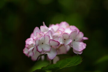 Fototapeta na wymiar Oriental rose