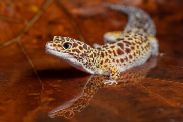 close up leopard gecko