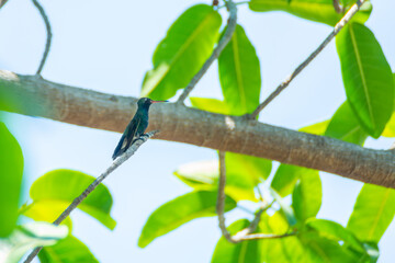 Colibrí Pico Ancho
