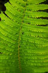 Green, juicy leaf of fern growing in a garden in the countryside. Natural background as a texture.
