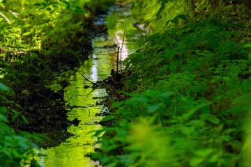 A small forest stream surrounded by greenery