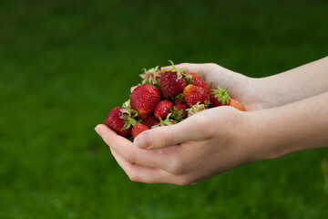 Naklejka na ściany i meble on a green background hands hold a handful of strawberries