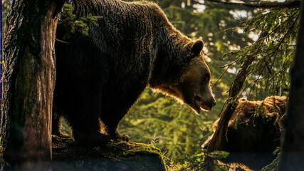 2 grizzly bears