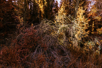 arboles del bosque en otoño con rayos de luz al atardecer