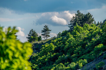 Obraz premium Summer landscape of trees on a hill. Gentle sunlight creating shadows and highlights in different shades of green.
