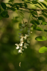 Acacia flower in the nature
