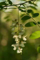 Acacia flower in the nature