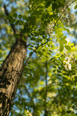 Acacia flower in the nature