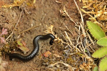 Schwarzer Schnurfüßer (Tachypodoiulus niger)