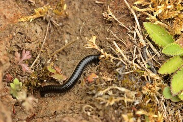 Schwarzer Schnurfüßer (Tachypodoiulus niger)