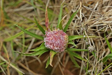 Galle der Gallmücke Rhopalomyia ptarmicae an Sumpf-Schafgarbe (Achillea ptarmica)