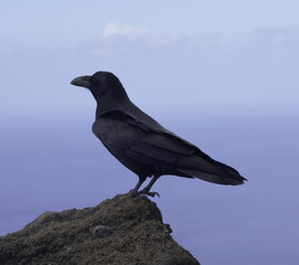 Corvus Corax Canariensis