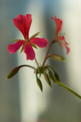 Fototapeta premium Geranium flower at first flowering