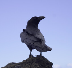 Corvus Corax Canariensis