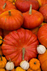 Colorful pumpkins on display in a rural setting