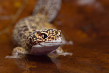 close up leopard gecko