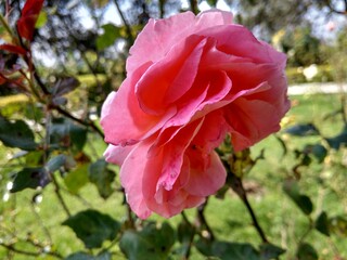 pink rose flower