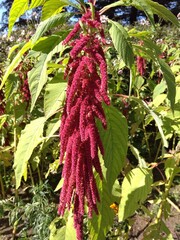 red and green leaves