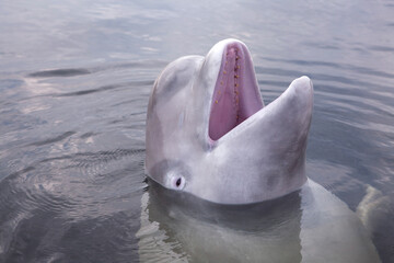 Friendly beluga whale up close