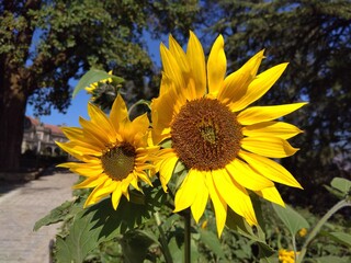 sunflower in the garden