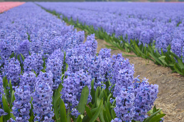 Blooming field of purple hyacinths in spring
