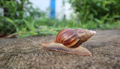 snail on the road