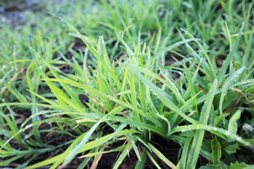 green grass in the morning