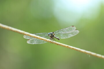 Dragonfly resting on a yellow rope