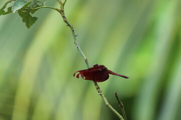red dragonfly resting on a green twig