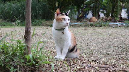 white cat in the garden