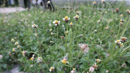 wild flowers in the meadow
