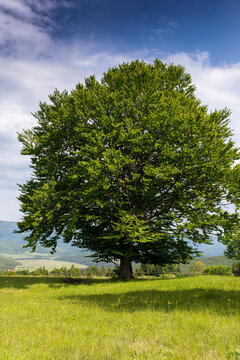 Vertical image of an old beech tree in the Carpathian mountains with blue sky with whte clouds.