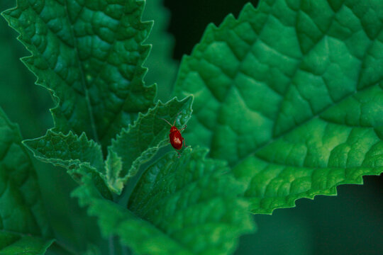 red pumpkin beetle on a green leaf